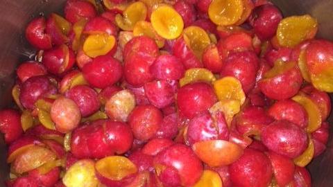 Wild Plum Jelly